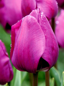 Tulipe Negrita