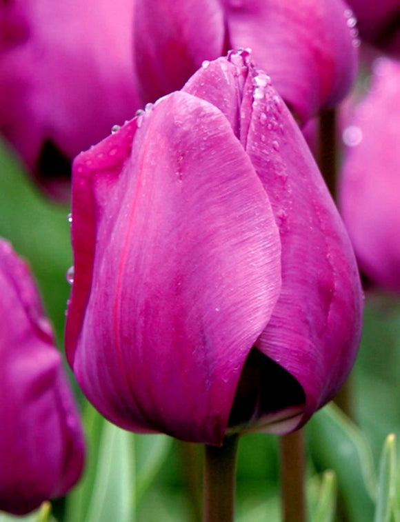 Bulbes de tulipe Negrita - tulipes violettes