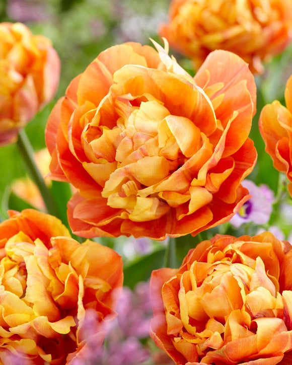 Tulipe Olivia - Bulbes de tulipes tardives uniques de Hollande