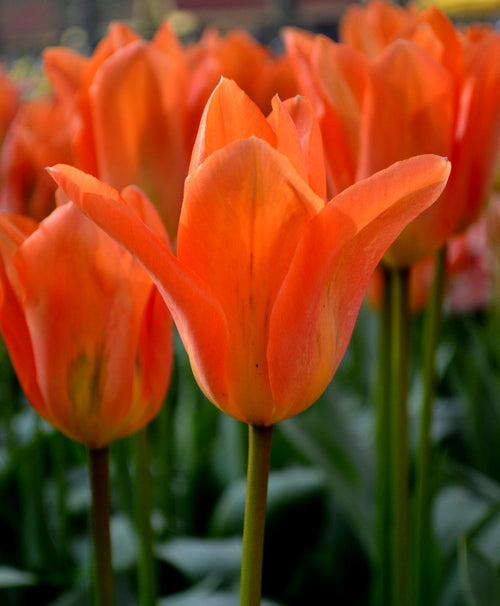 Tulipe Orange Emperor - Livraison en France