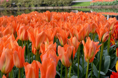 Acheter des bulbes de tulipes - Orange Emperor