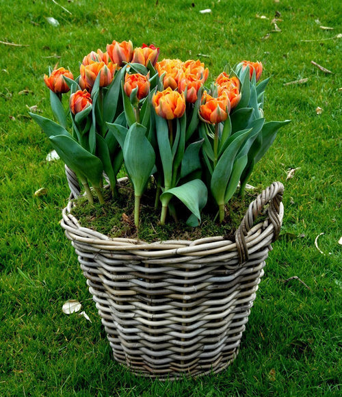 Bulbes de Tulipe - Orange Princesse - Livraison en France