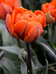 Tulipe Orange Princesse