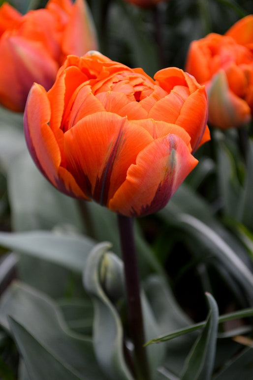 Bulbes de Tulipe- Orange Princesse