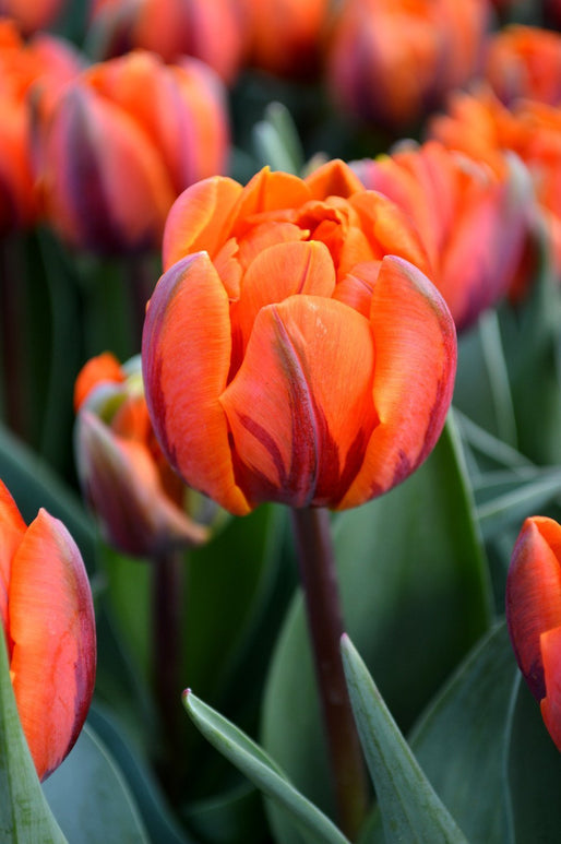 Tulipe Orange Princesse - Bulbes à fleurs de DutchGrown™