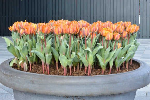 Acheter Tulipe Orange Princesse - DutchGrown™