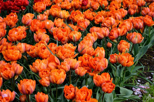Tulipe Orange Princess - Livraison en France de Hollande