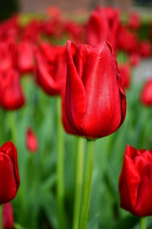 Tulipe Red Power - Livraison en France