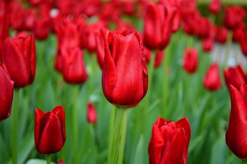 Tulipe Red Power | DutchGrown™