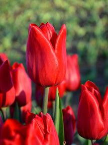 Tulipe Red Power