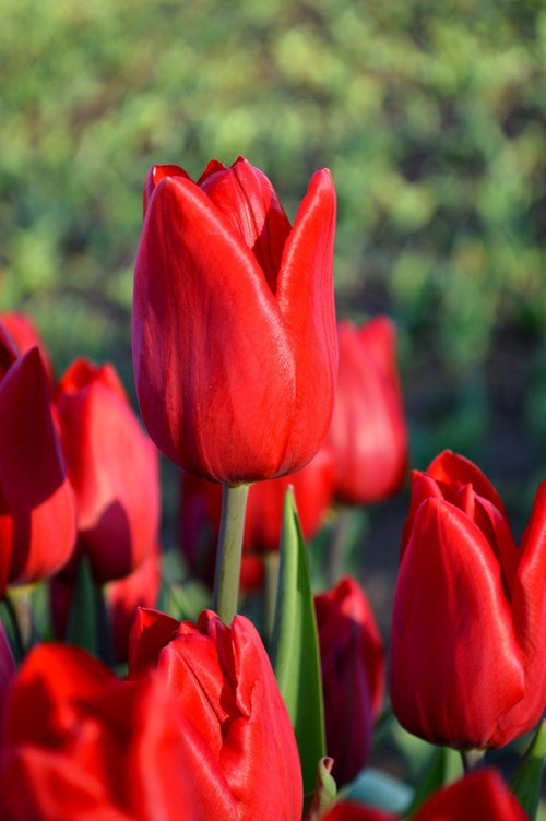 Acheter Tulipe Red Power