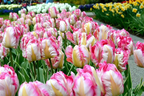 Tulipe Parrot Pink Vision - DutchGrown™