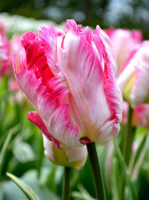 Tulipe Parrot Pink Vision