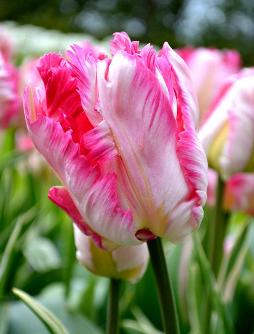 Achetez Tulipe Parrot Pink Vision