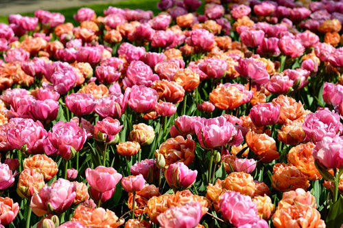Collection Tulipe Peony Party