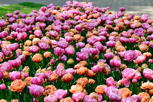 Bulbes à fleurs de DutchGrown™