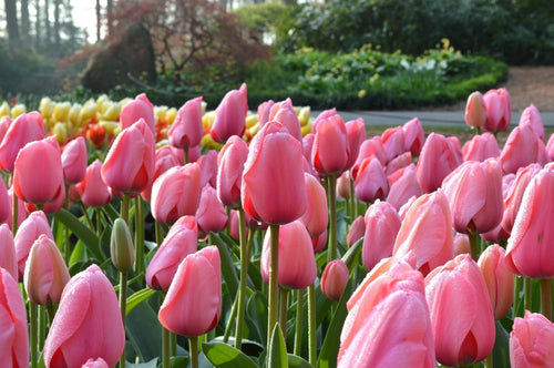 Tulipe Pink Impression - Bulbes à fleurs de DutchGrown™