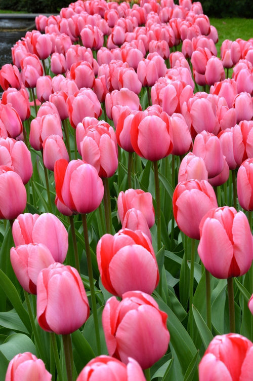 Tulipe Pink Impression - Livraison en France