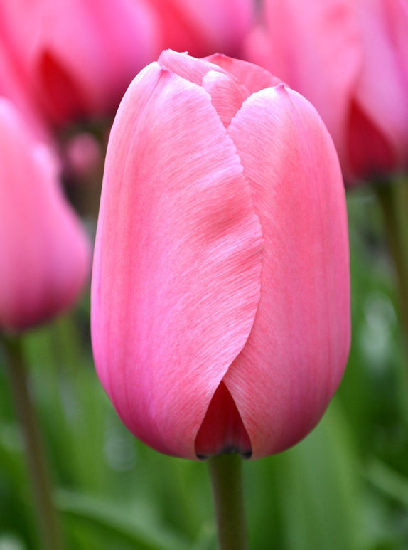 Bulbes de Tulipe - Pink Impression
