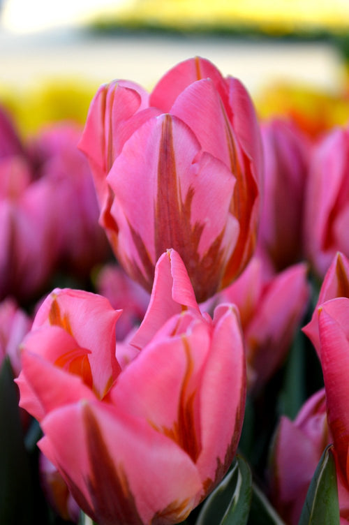 Acheter Tulipe Pretty Princess - Livraison en France