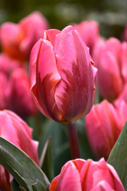 Tulipe Pretty Princess - Livraison en France de Hollande