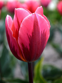 Tulipe Pretty Princess