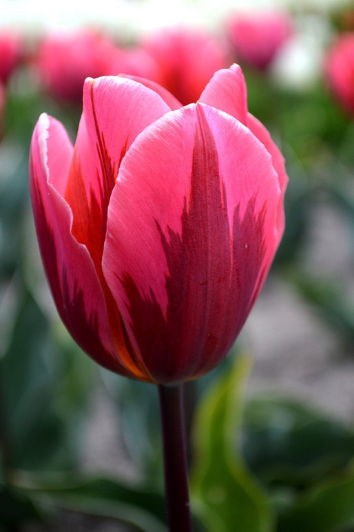 Tulipe Pretty Princess - Bulbes à fleurs de DutchGrown™