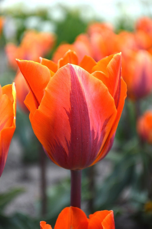 Bulbes de tulipes Princess Irene