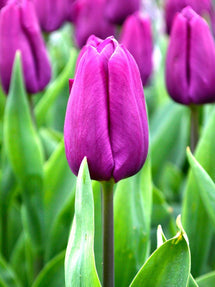 Tulipe Purple Prince