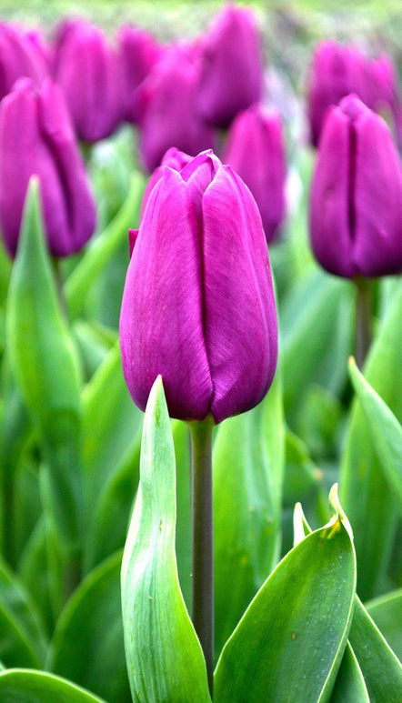 Acheter Tulipe Purple Prince