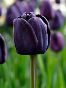 Tulipe Queen of Night