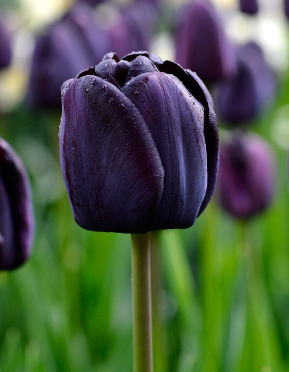 Tulipe Queen of Night - tulipe noire