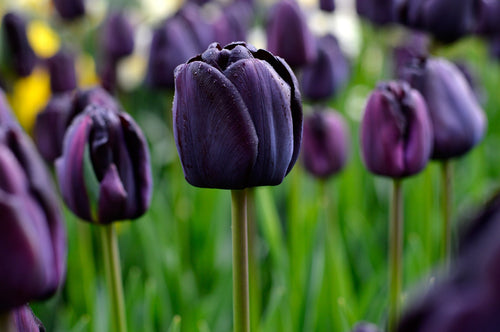 Tulipe Queen of Night - Livraison en France