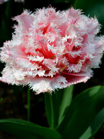 Tulipe Queensland