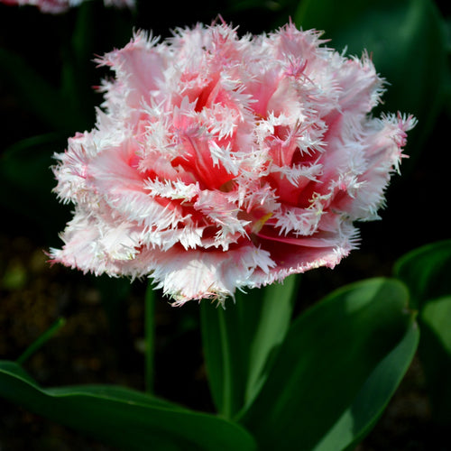 Tulipe Queensland - Bulbes à fleurs de DutchGrown™