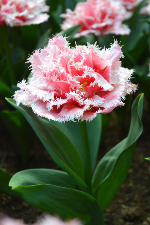 Acheter des bulbes de tulipes queensland