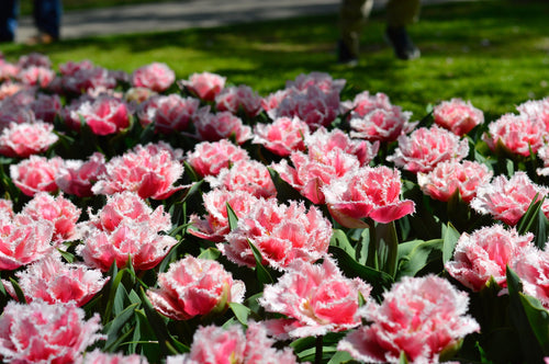 tulipe queensland - Bulbes à Fleurs | DutchGrown™