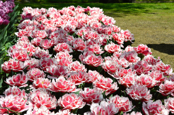 tulipe queensland - Livraison en France