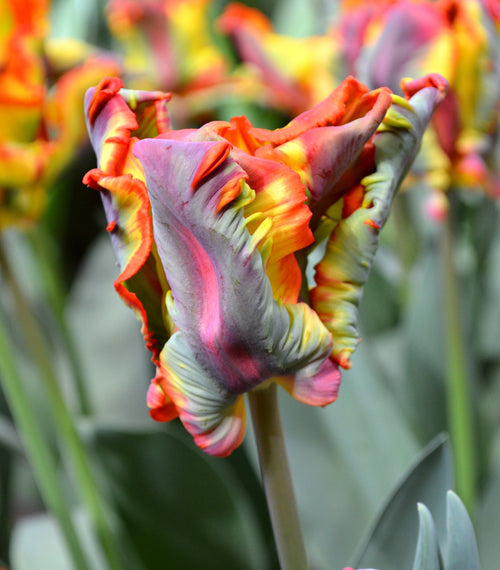 Acheter Tulipe Rainbow Parrot de DutchGrown™