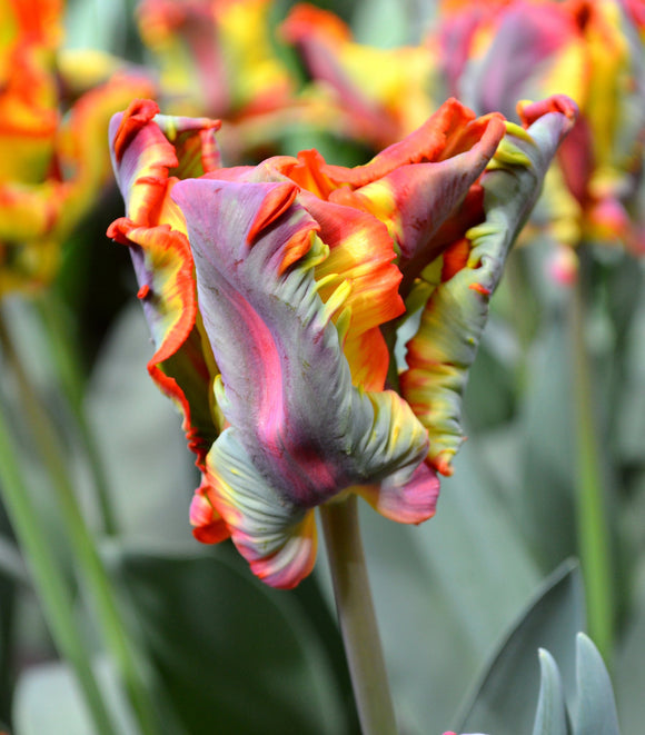 Acheter Tulipe Rainbow Parrot de DutchGrown™