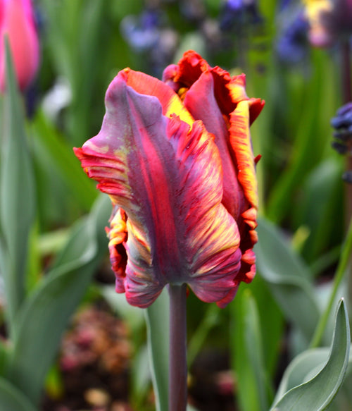 Bulbes de tulipe - Rainbow Parrot - Livraison en France