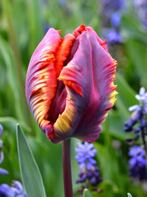 Tulipe Rainbow Parrot