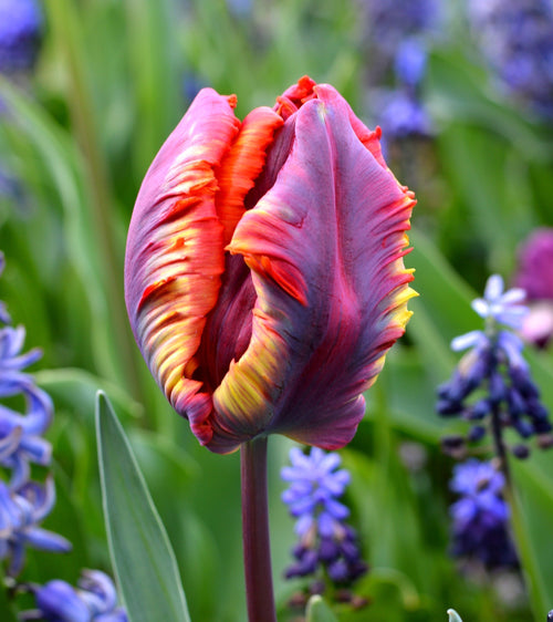 Tulipe Rainbow Parrot - Bulbes à Fleurs | DutchGrown™