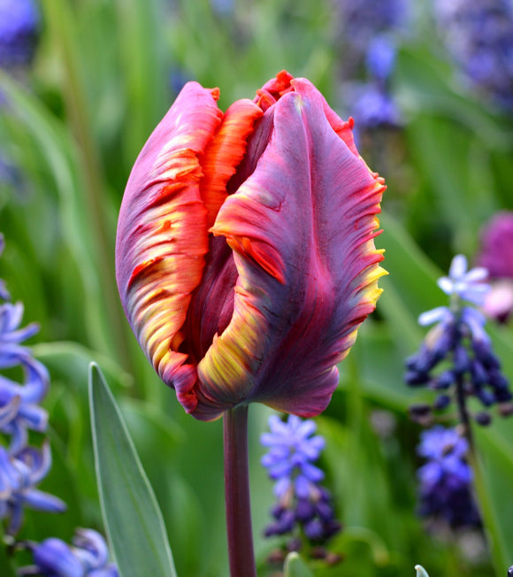 Tulipe Rainbow Parrot - Bulbes à Fleurs | DutchGrown™
