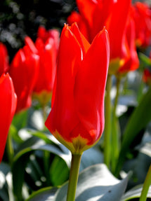 Tulipe Red Emperor