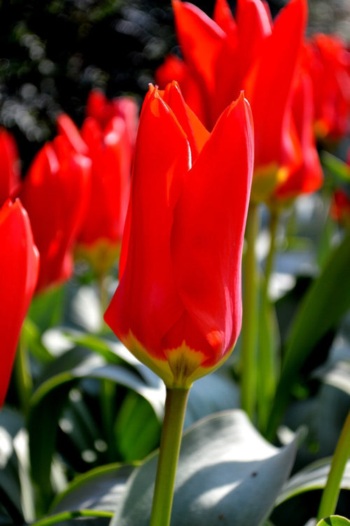 Acheter des bulbes de tulipes - Tulipe Red Emperor
