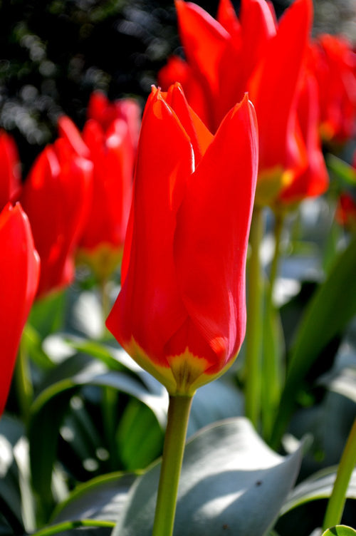 Acheter des bulbes de tulipes - Tulipe Red Emperor