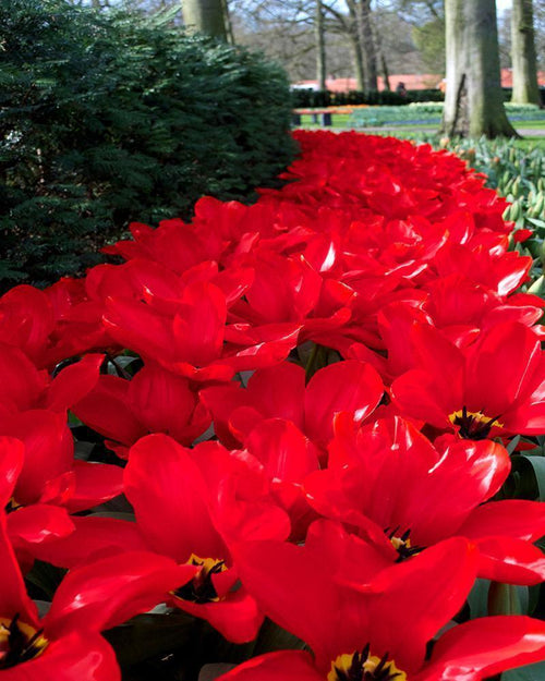 bulbes de tulipe Red Emperor de Hollande