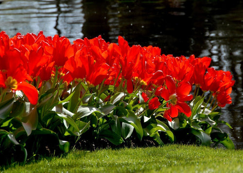 Tulipe Red Emperor - Livraison en France