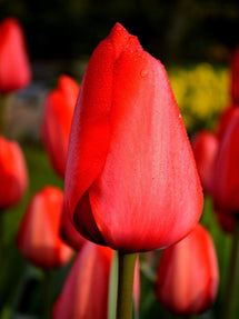Tulipe Red Impression